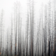 Illustration for article titled Massive Forest Fires Could Be Cooling the Earth